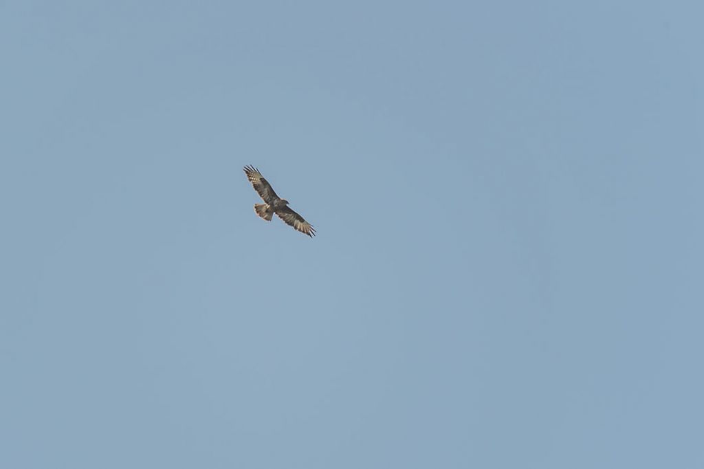 Buteo buteo ?